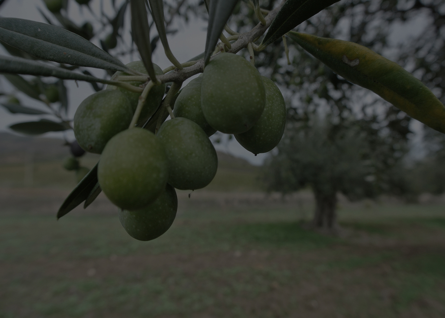The Olive Experience Olive Oil & Balsamic Vinegar Tasting Bar in Guelph