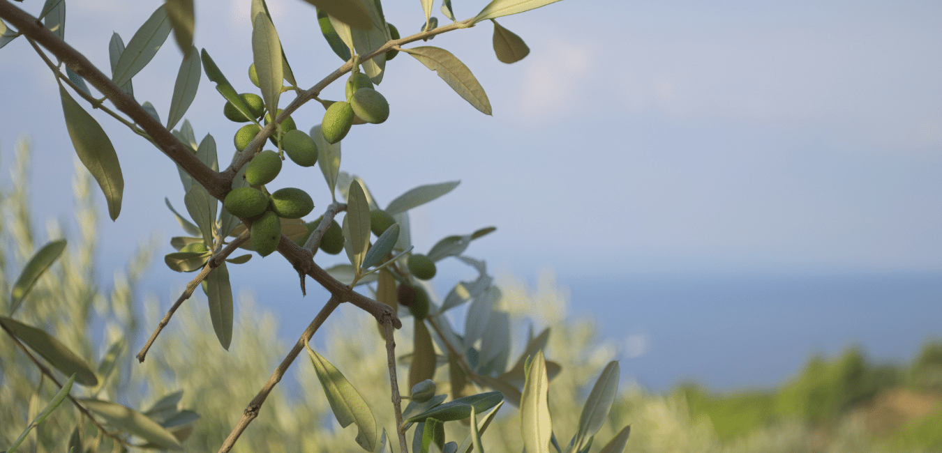 10 Fascinating Facts That Make Olive Trees The Coolest