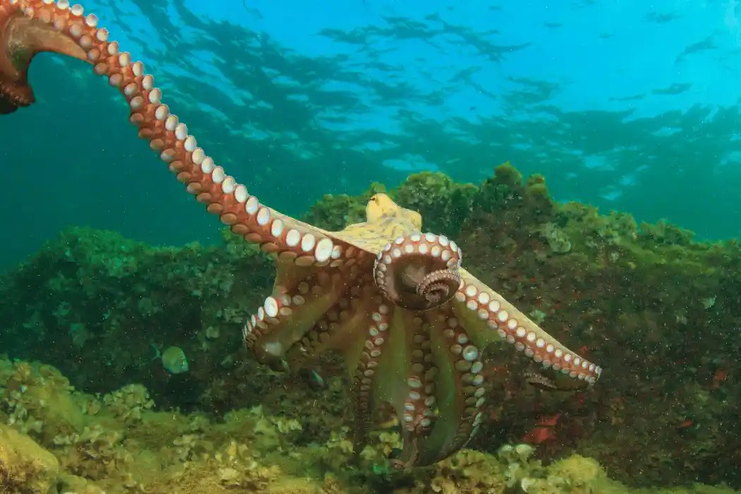 What Do Octopus Eat? Exploring the Diet of These Creatures
