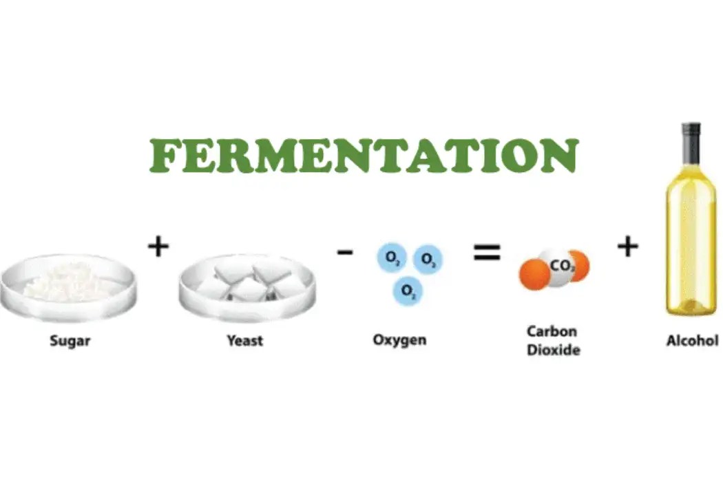 Exploring the Process of Batch Fermentation