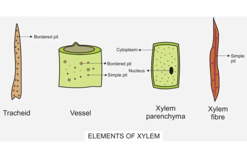 Exploring the Essential Components of Xylem Tissue