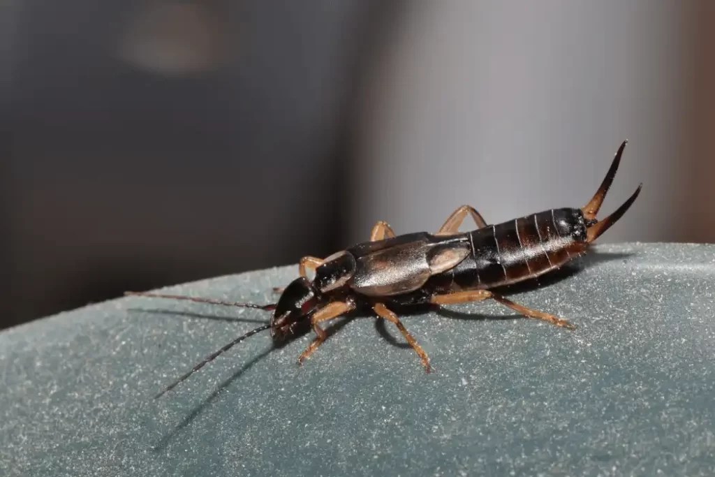 Earwig Bite Prevention Keeping These Insects at Bay