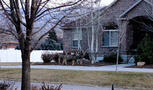 upon arrival,   herd of    deer welcomed us back to slc.