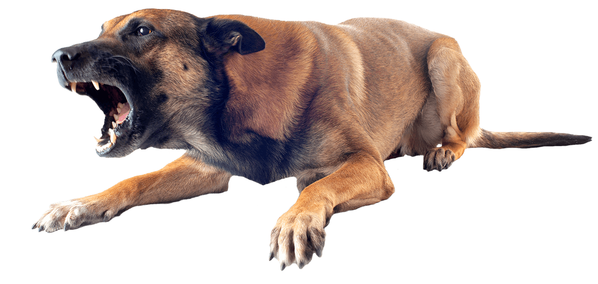 The Dog Calming Code™ by Doggy Dan (MatF) The Online Dog Trainer
