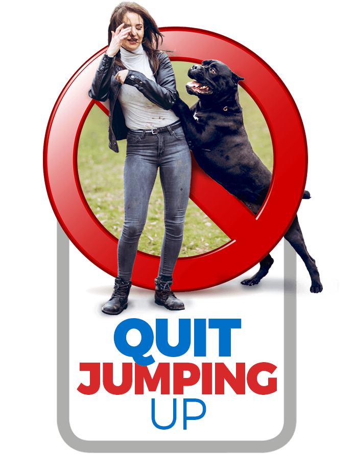 Quit Jumping Up The Online Dog Trainer