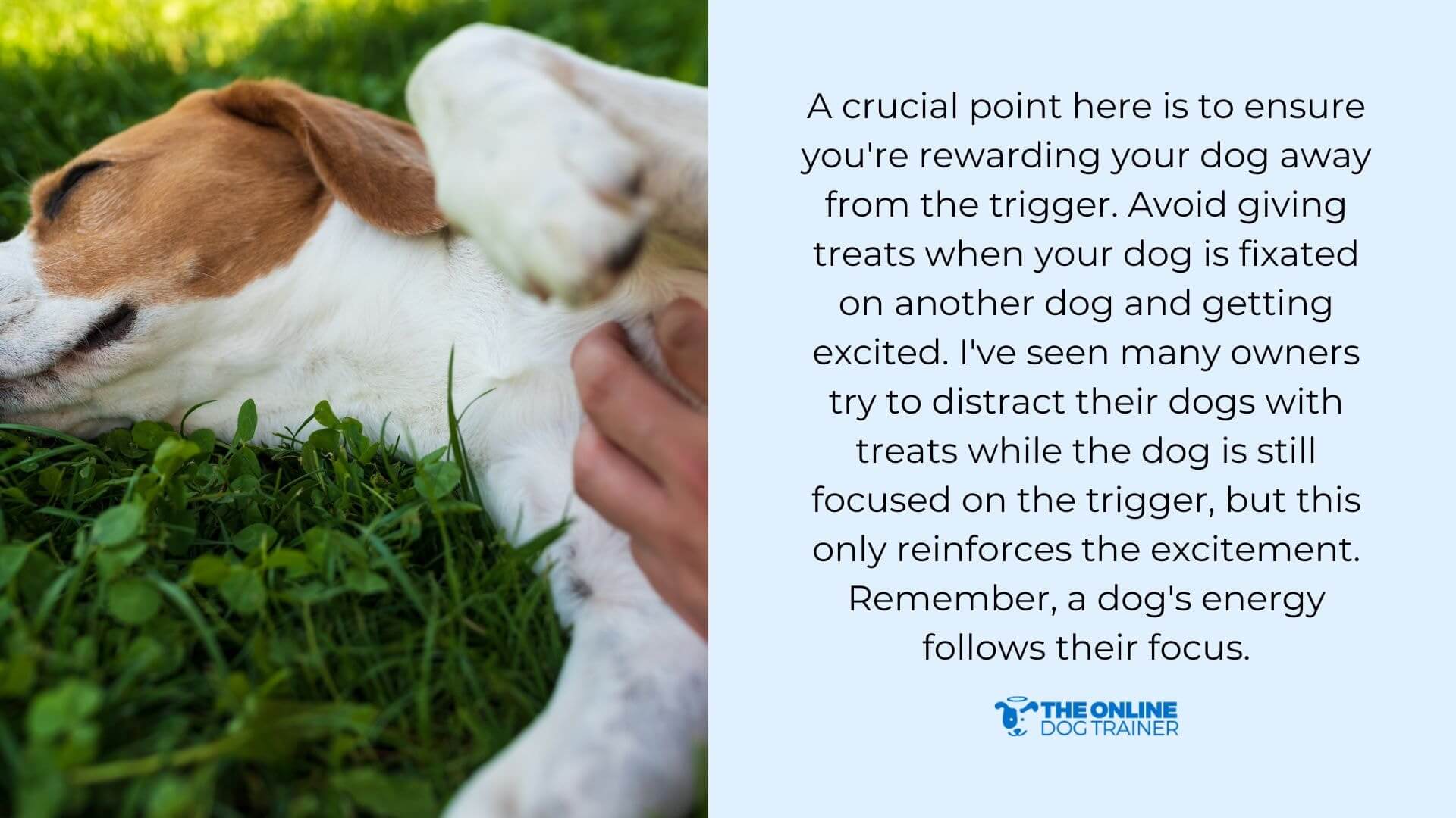 How to Stop Dog Lunging and Have a Calmer Dog on the Leash The Online