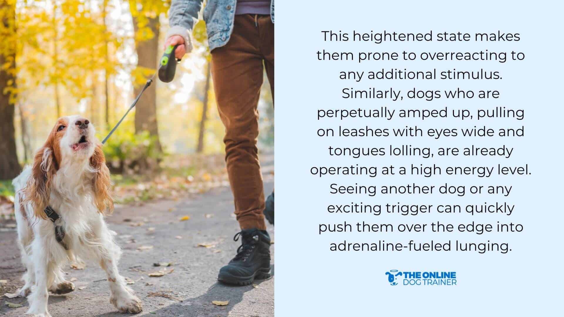 How to Stop Dog Lunging and Have a Calmer Dog on the Leash The Online