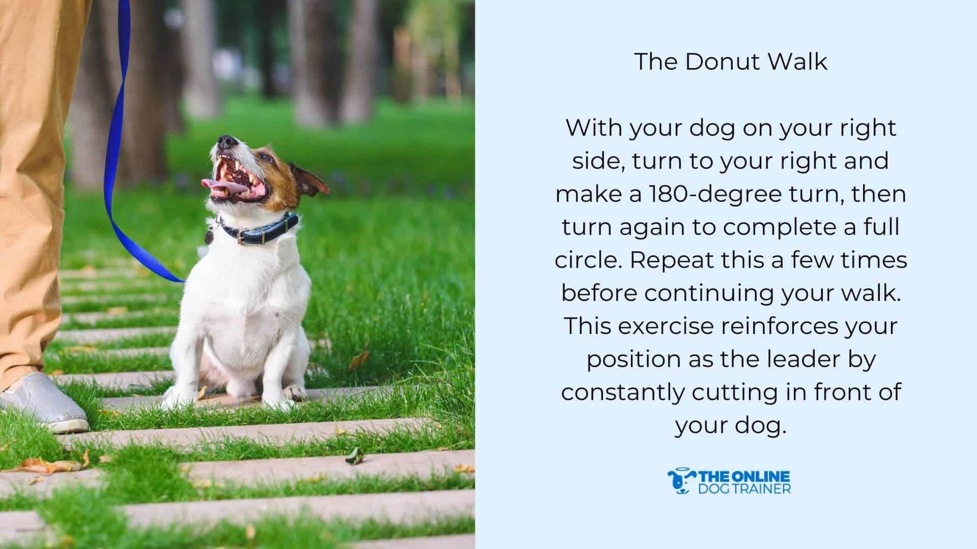 How to Stop Dog Lunging and Have a Calmer Dog on the Leash The Online