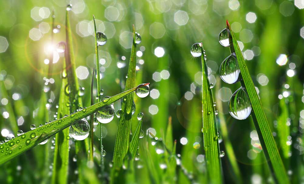 The Dew of Heaven Theopolis Institute