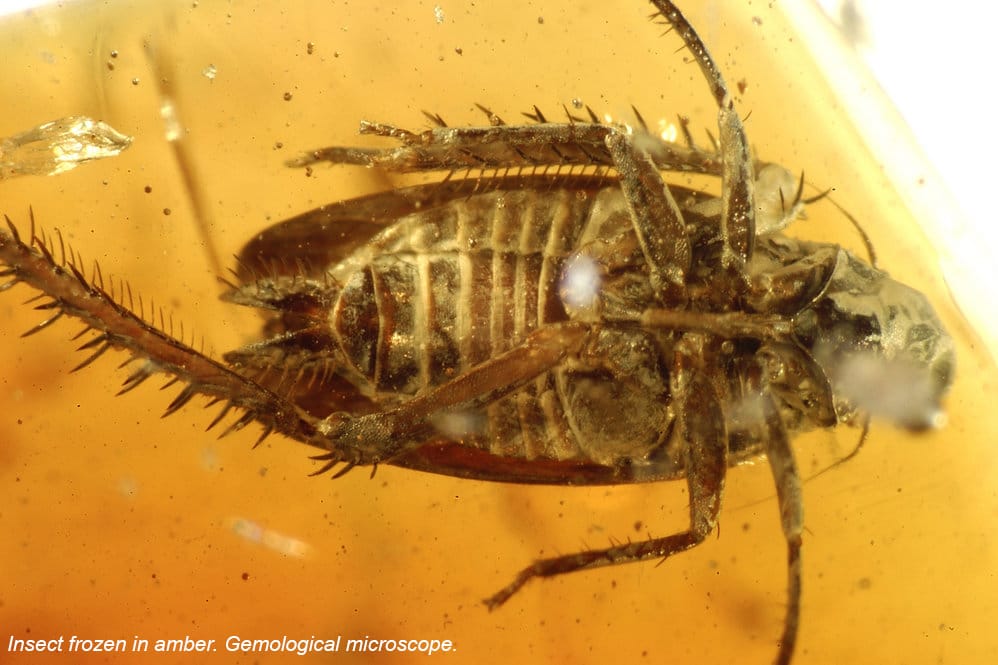 Inverted vs Upright Microscope 7 Differences in Use and Construction