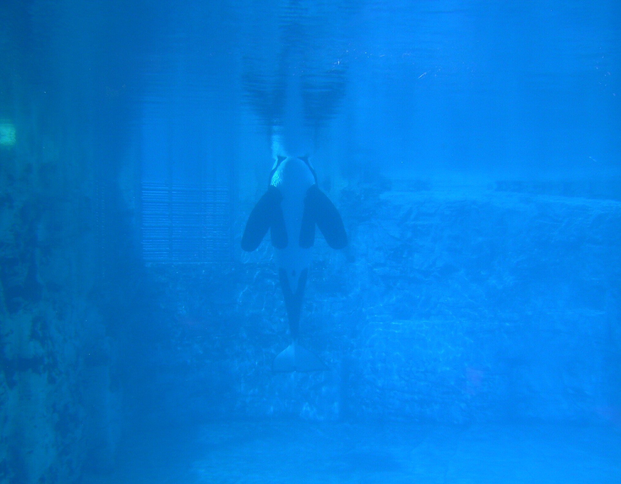 Seeing is Believing: Tilikum&rsquo;s Lonely Life after Dawn. | The Orca 