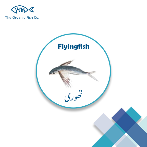 Flying Fish تھوری The Organic Fish Co.