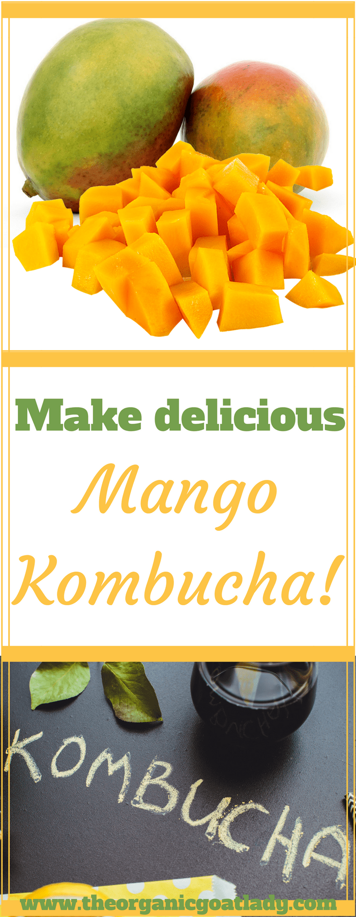 Mango Kombucha Recipe! The Organic Goat Lady