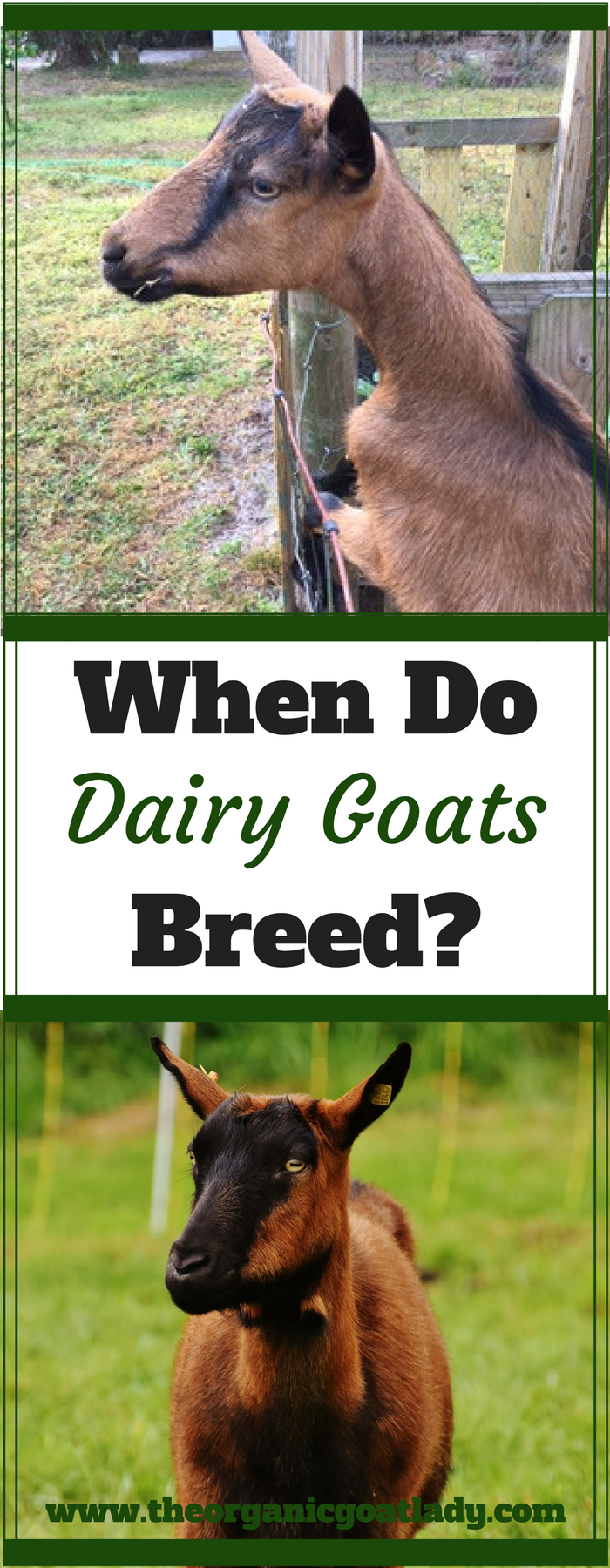 Goat Breeding Season The Organic Goat Lady