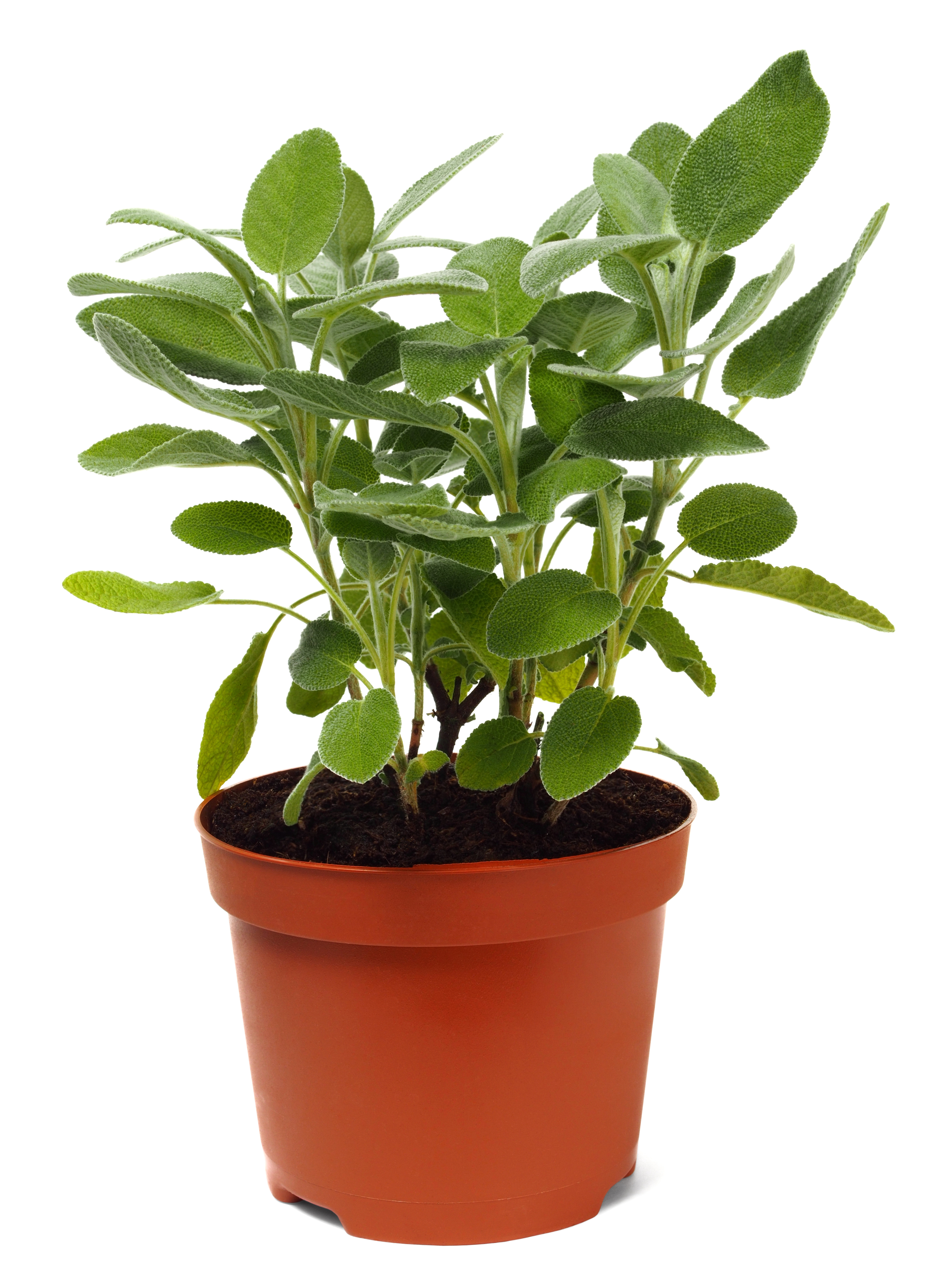 Your sage plant may be cruelly attacked by different types of insects such as whiteflies, mites, caterpillars and slugs. 9 of the Best Herbs to Grow Indoors! - The Organic Goat Lady