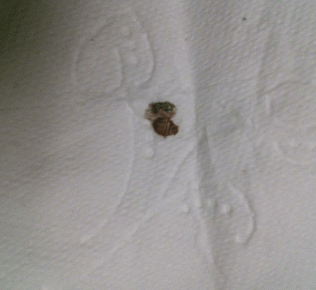 Hannah Suzuki The Orion