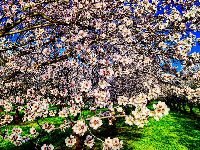 Tree numbers sprouting up in Chico The Orion