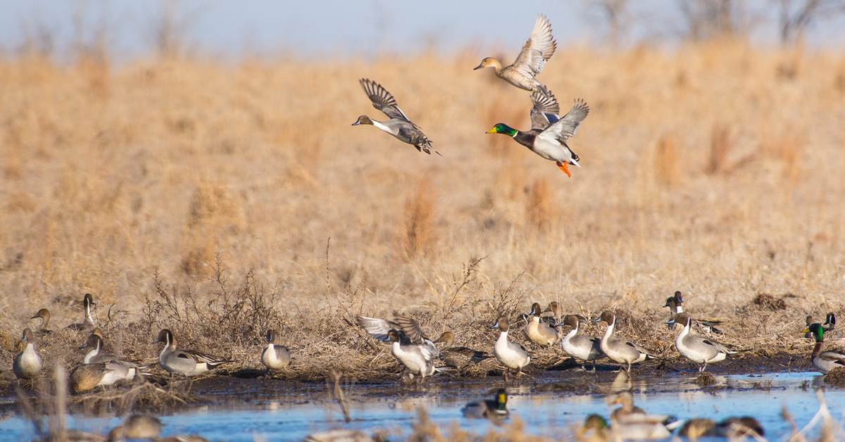 Waterfowl Hunters and the Avian Flu What you need to know The