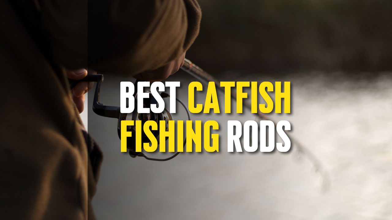 Best Catfish Fishing Rods The Outdoor Tips