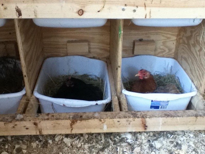 6 Creative Chicken Nesting Box Ideas The OwnerBuilder Network