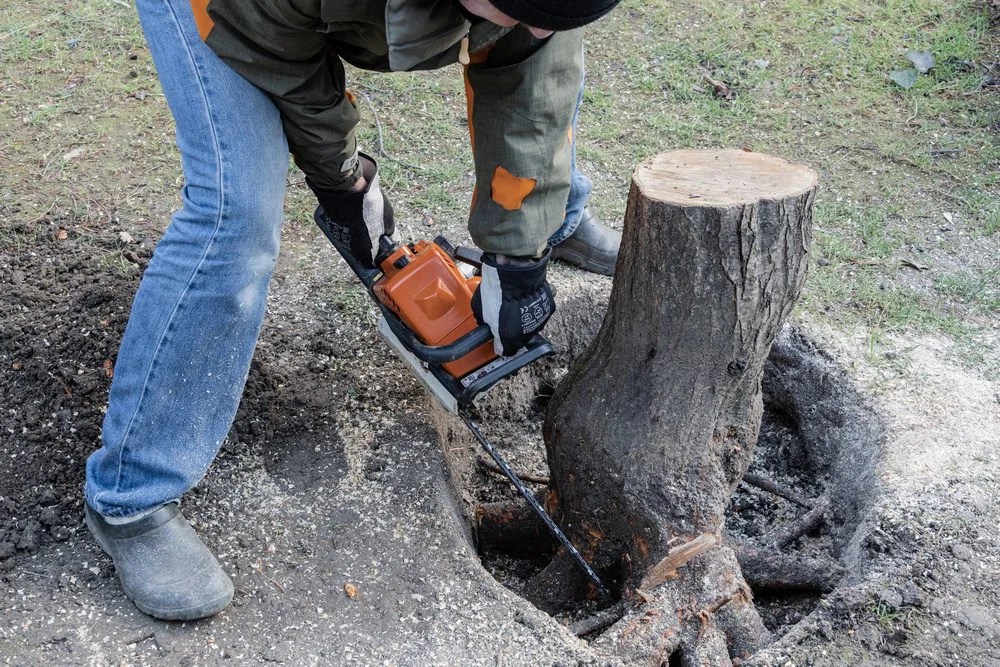 A Guide On Removing A Tree Stump On Your Own The OwnerBuilder Network