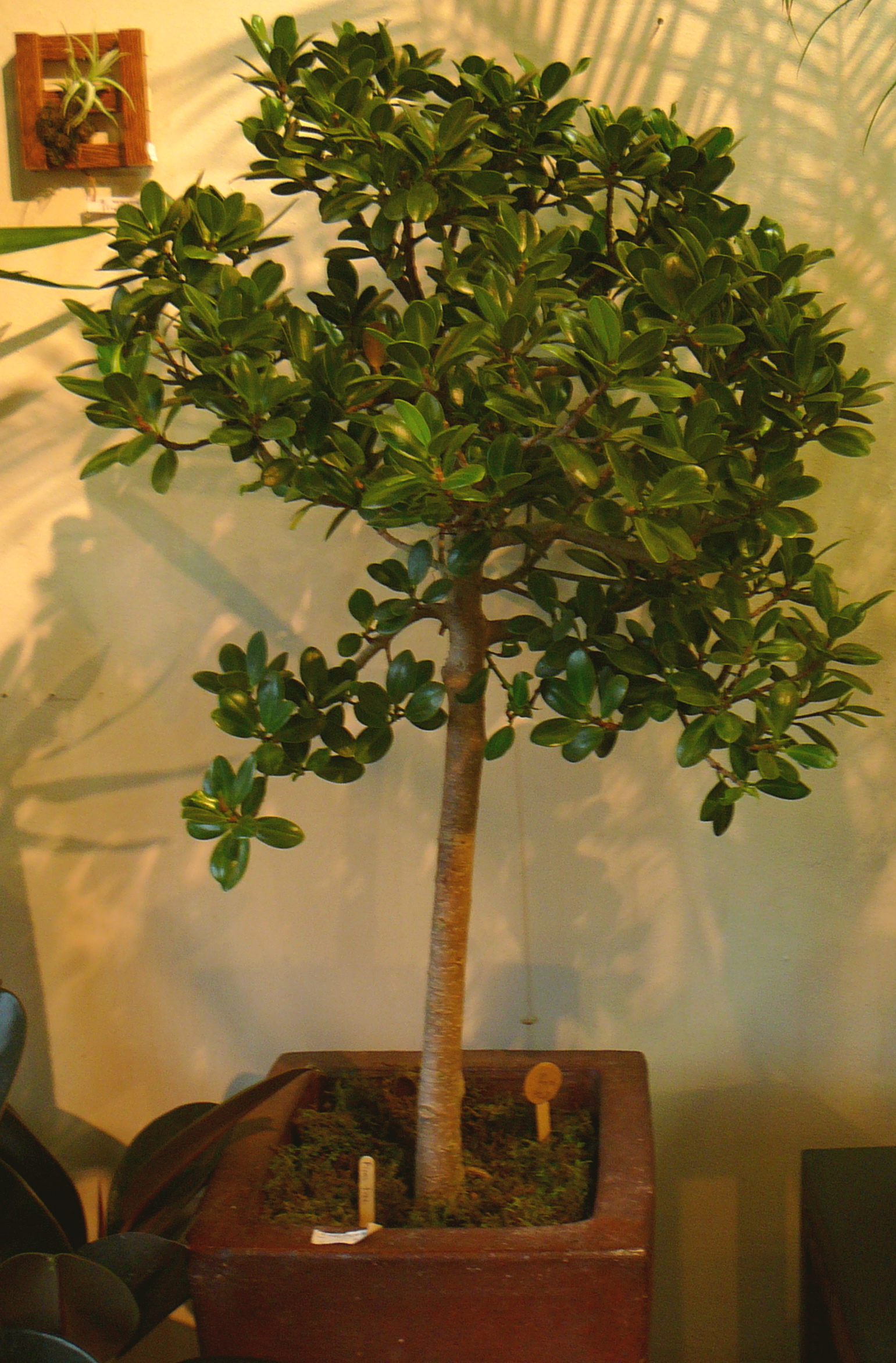 Ficus Trees The Palm Room