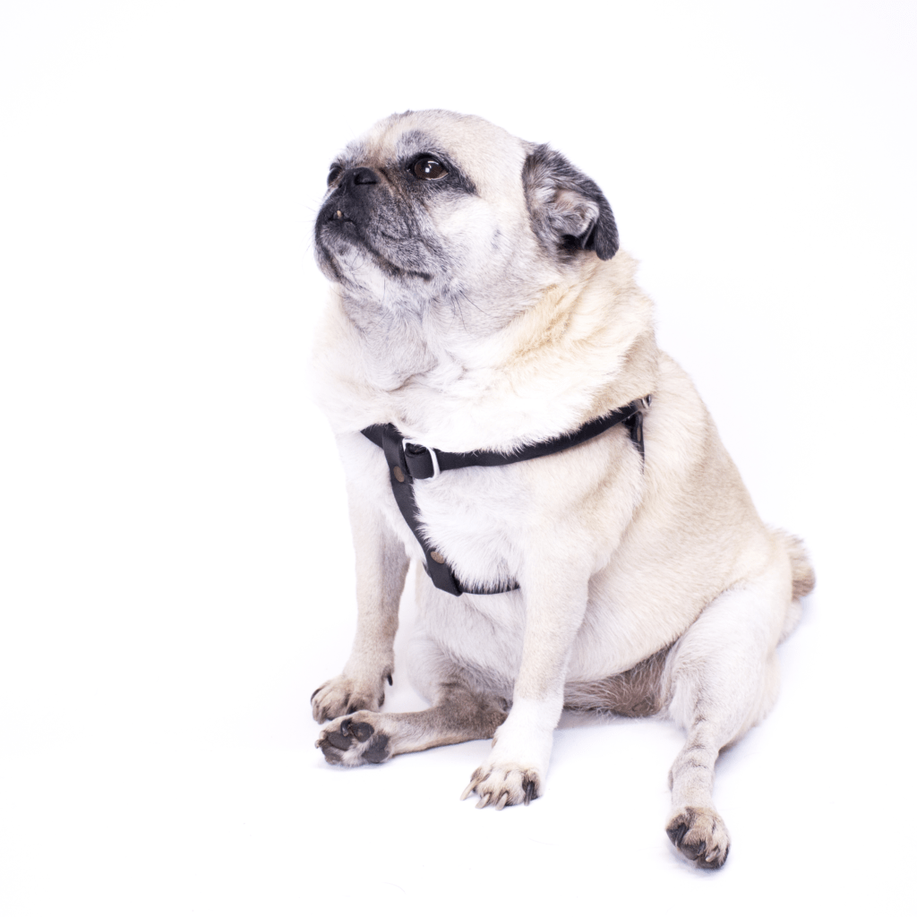 Should my dog wear a dog harness?