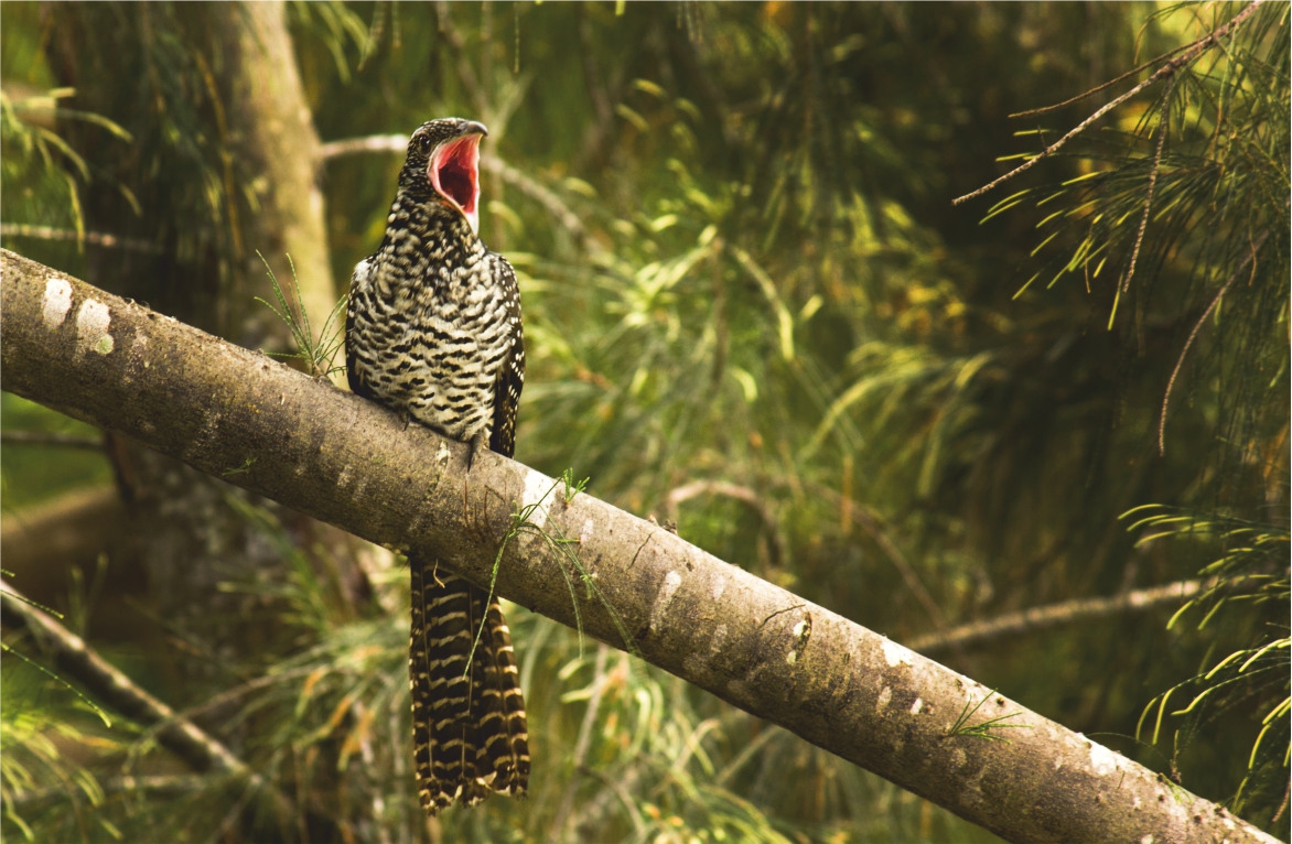 Call of the koel The Pollachi Papyrus Pollachi Travel Guide