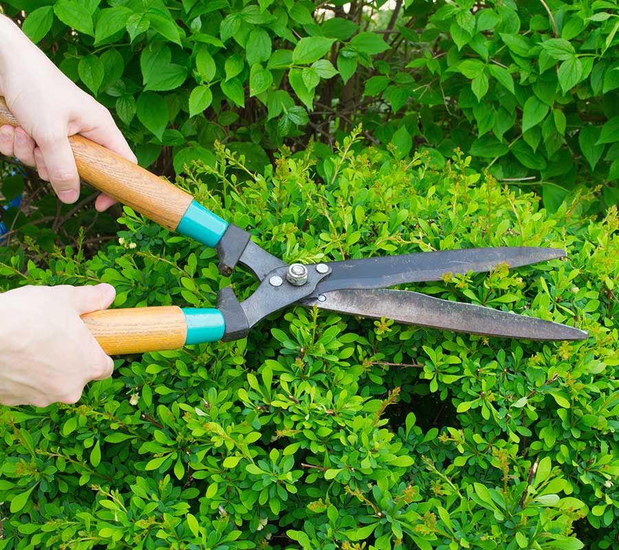 Trimming The Paradise Lawn