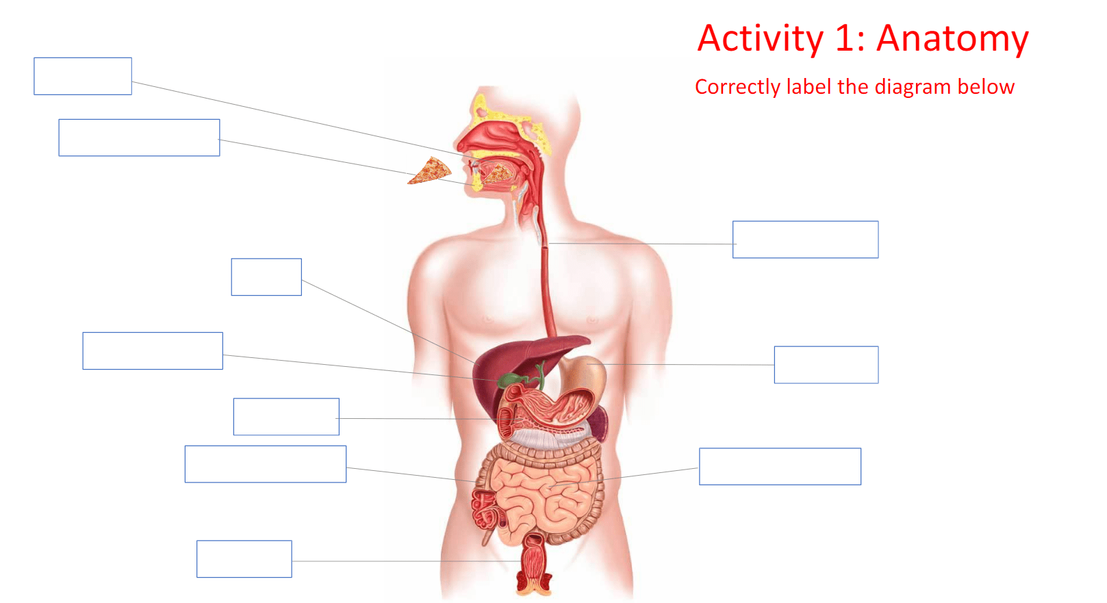 Digestive System Diagram