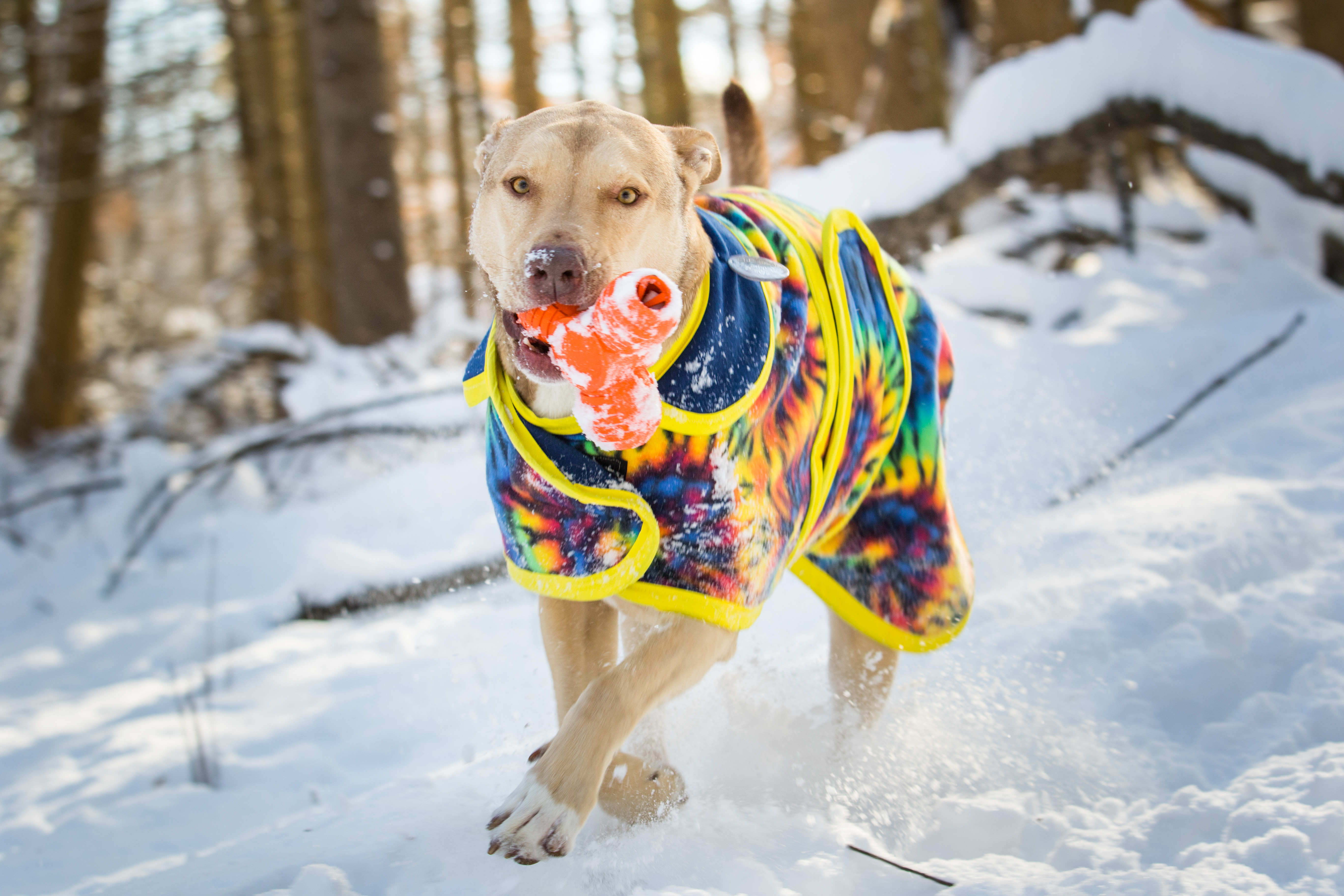 Groovy Dog Coats The Patchwork Market