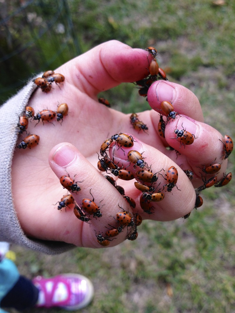 Ladybugs! The Patchy Lawn