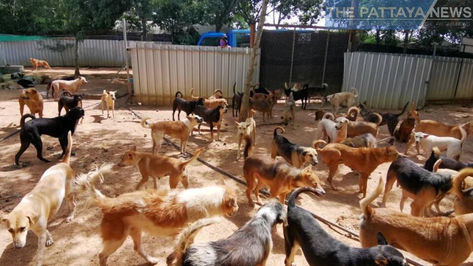 Pattaya stray dog shelter needs help after Pattaya City takes over the