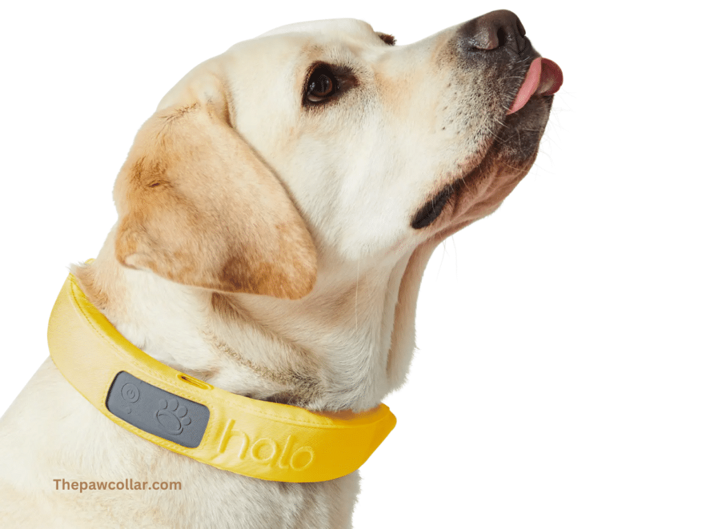 Halo Collar 3 Review 2024 [Features and Updates] Thepawcollar