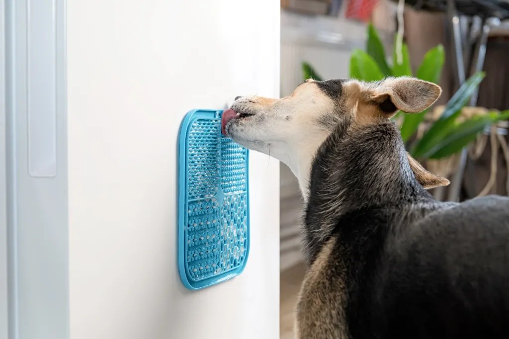 The Benefits of Stuffed Kongs and Lick Mats The Pawsh Dog