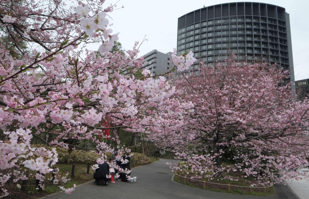 Invasive beetle threatens Japan's famed cherry blossoms The Peninsula
