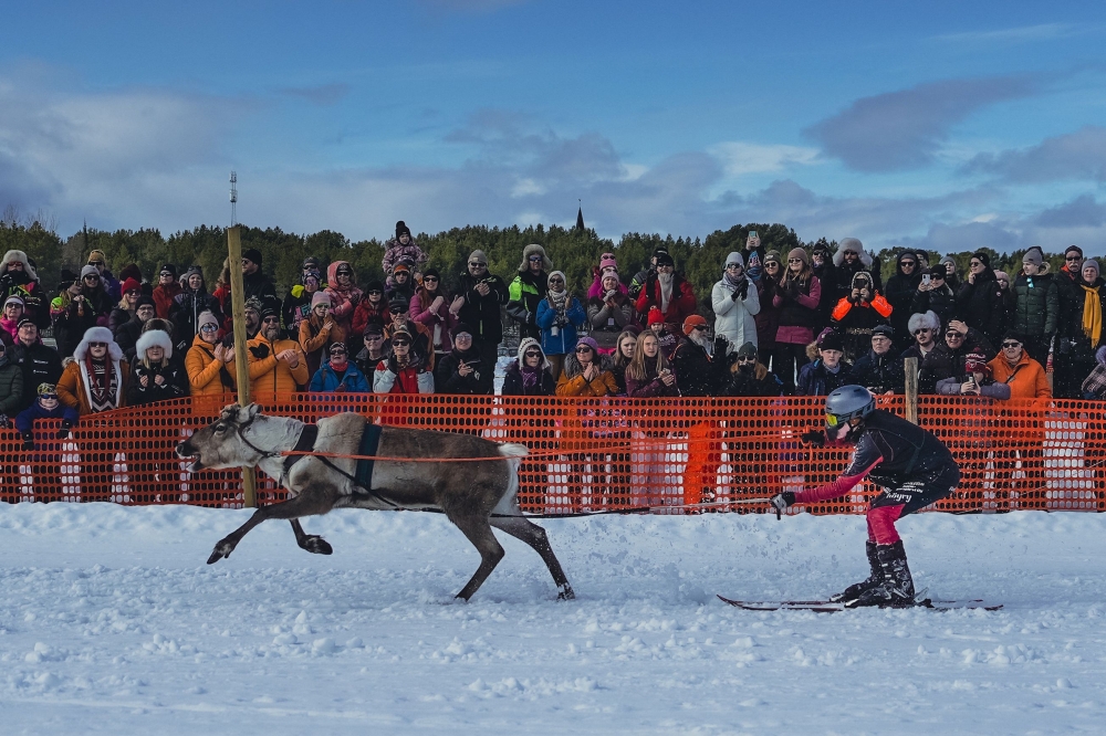 Reindeer racing king crowned in Arctic tournament The Peninsula Qatar