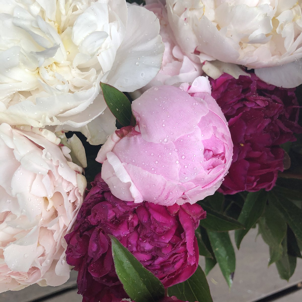 Our Peony Varieties The Peony Patch Love of Peonies