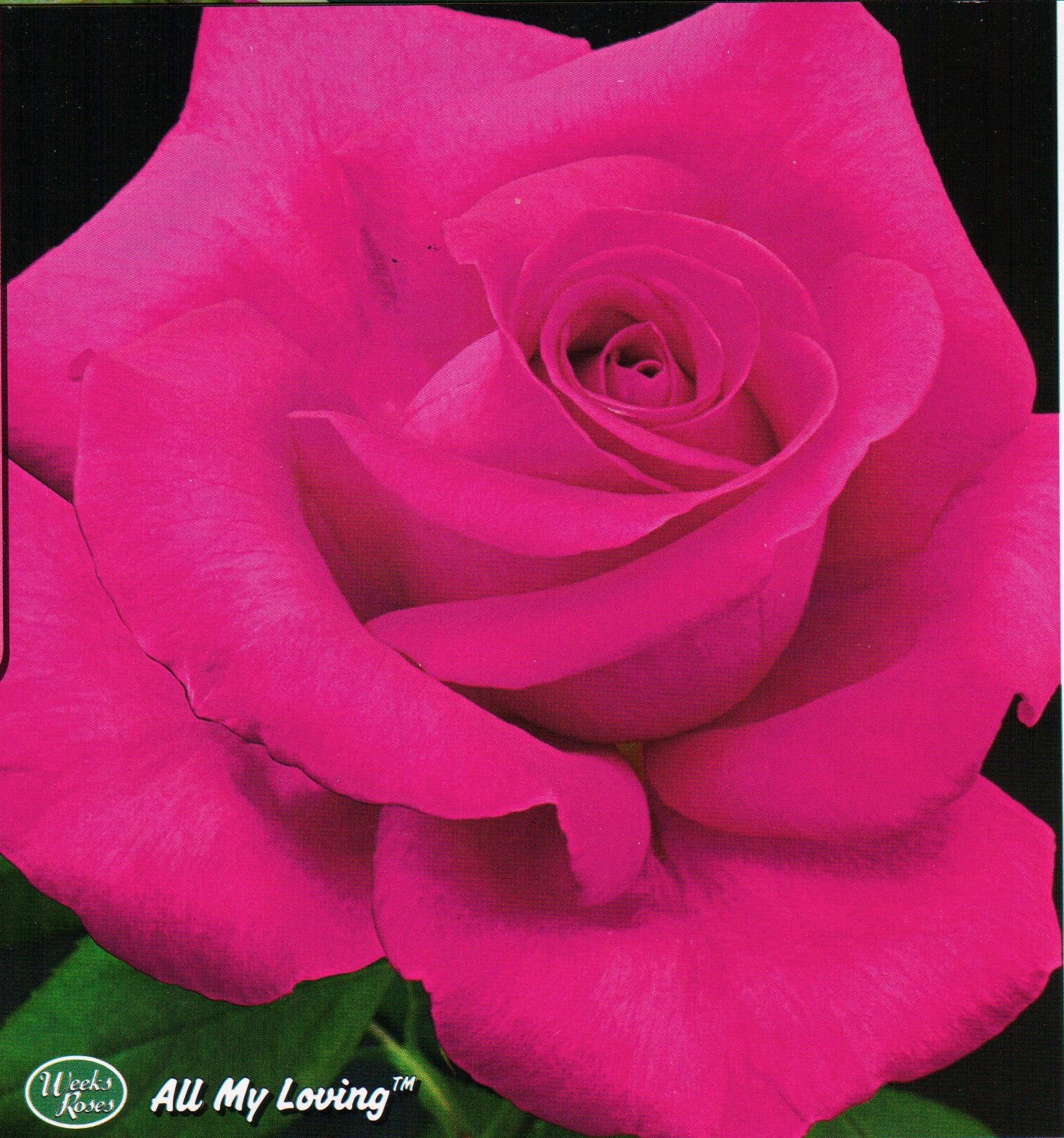 The Perfect Rose Catalog Red Roses