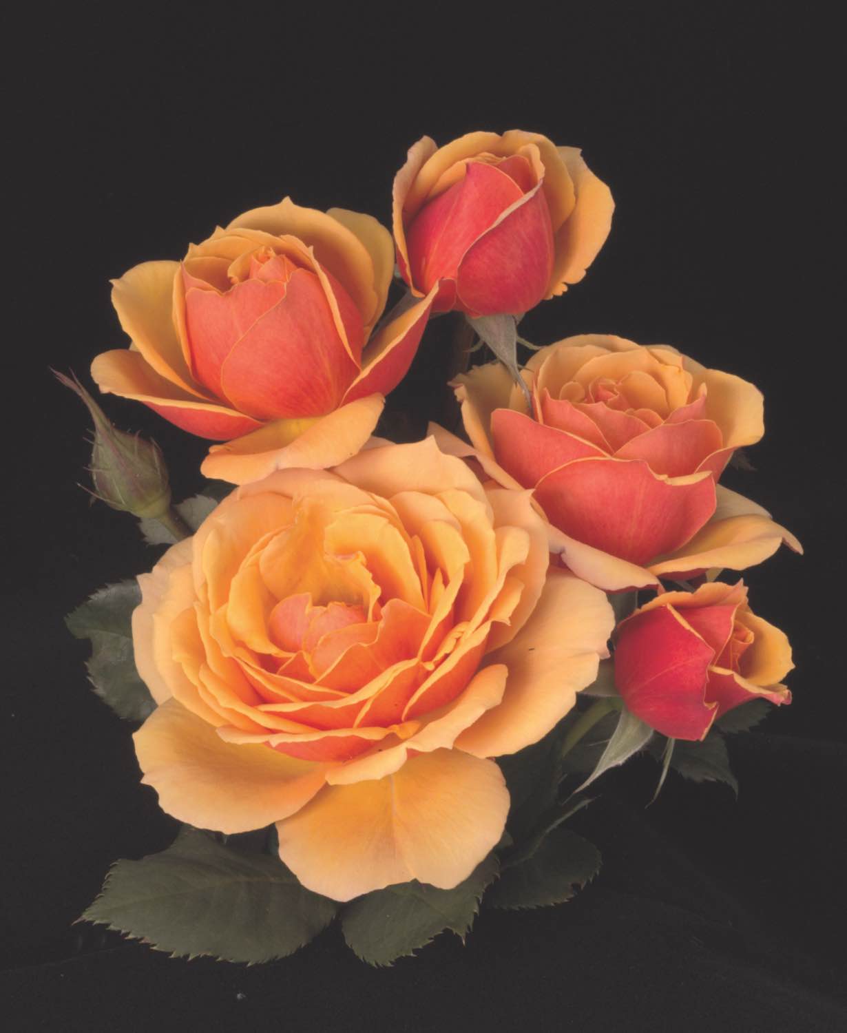 The Perfect Rose Catalog Red Roses