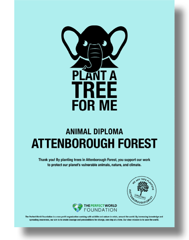 The Perfect World Foundation