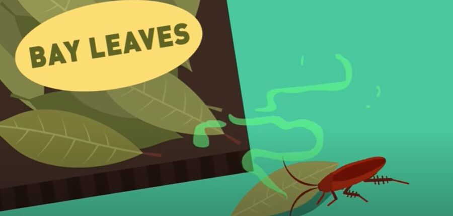 How to Get Rid of Cockroaches Without Killing Them {Top 10 Explained}