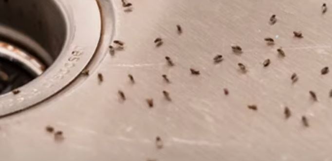 How Are Gnats Getting in My Fridge and Freezer? {Do Gnats Carry Diseases?}