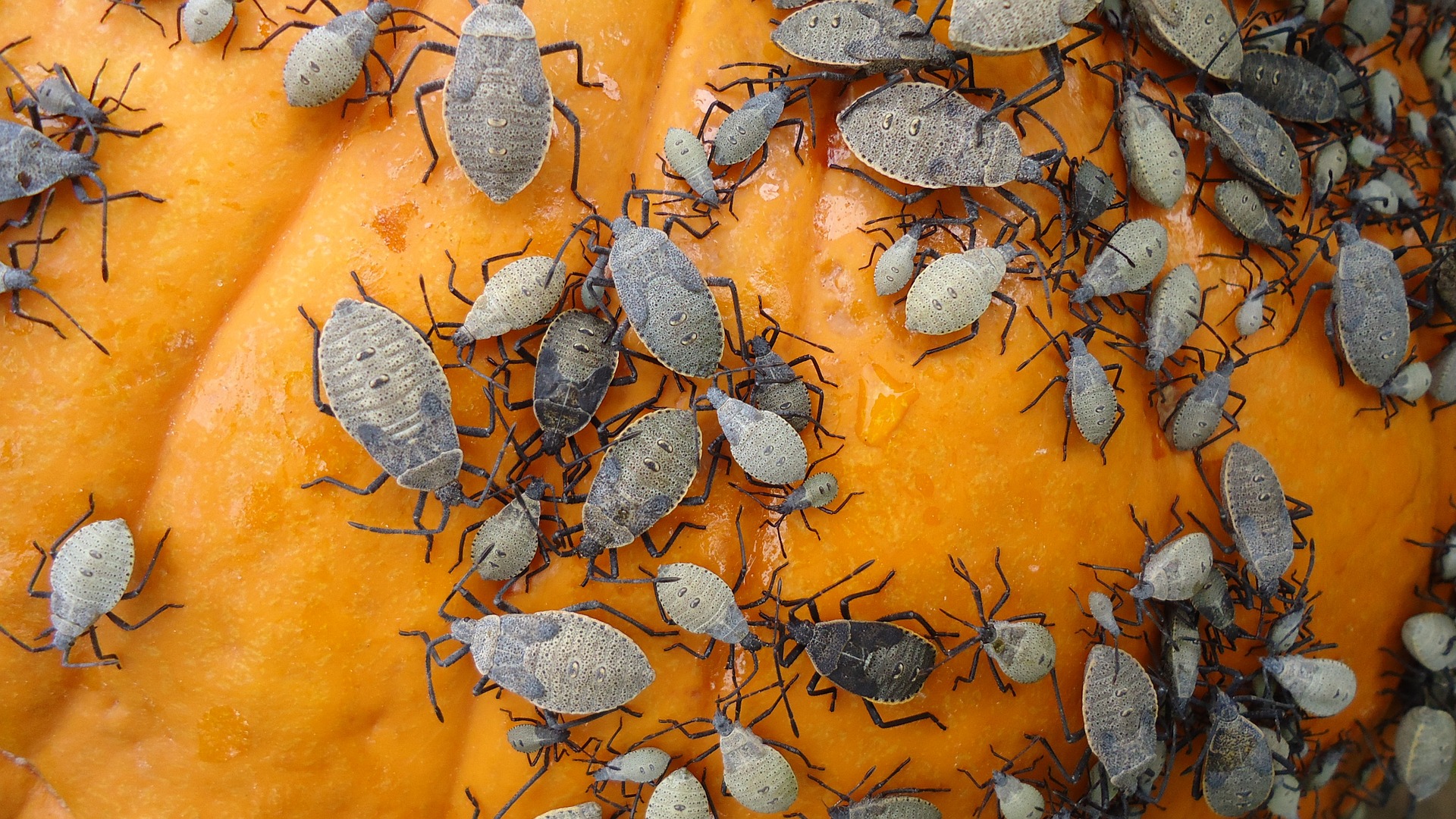 9 Fall Pest Control Tips Prep for These 5 Major Pests The Pest Rangers