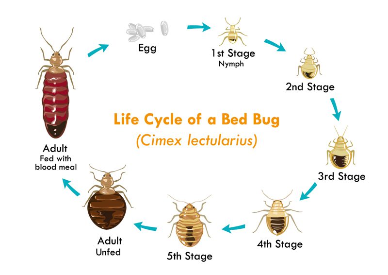 Bed Bugs vs. Lice What You Need To Know The Pest Rangers