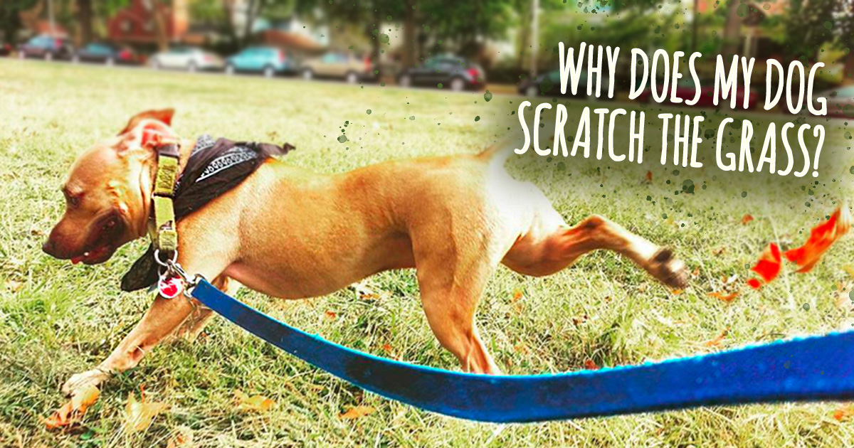 Why Does My Dog Kick Up Dirt After Peeing