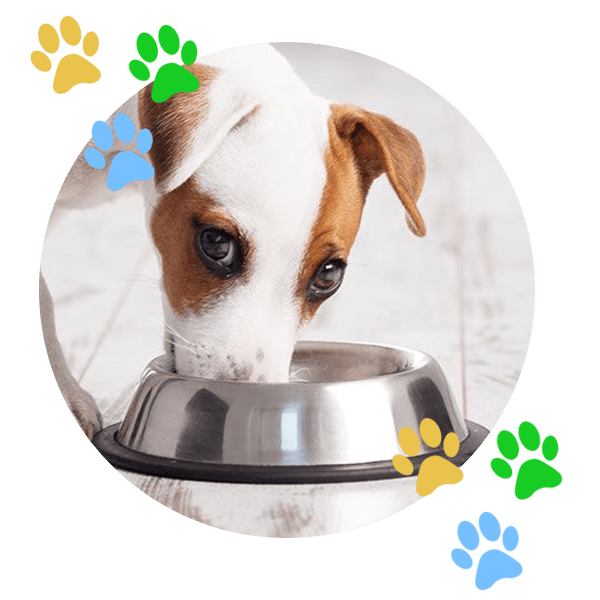 iPet Hotel The Pet Centre