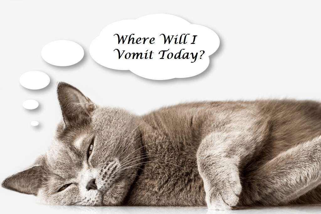 What You Need to Know If Your Cat is Vomiting The Pet Concierge