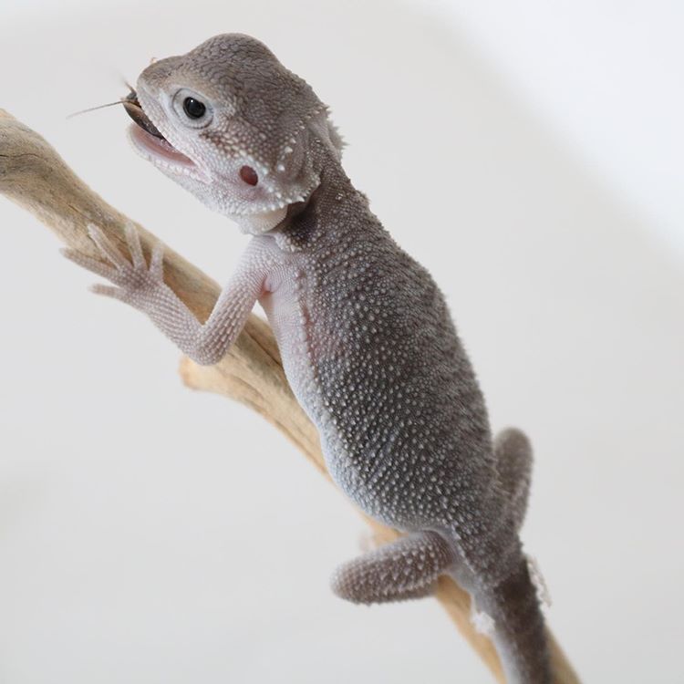Bearded Dragon Breeders Zero Morph