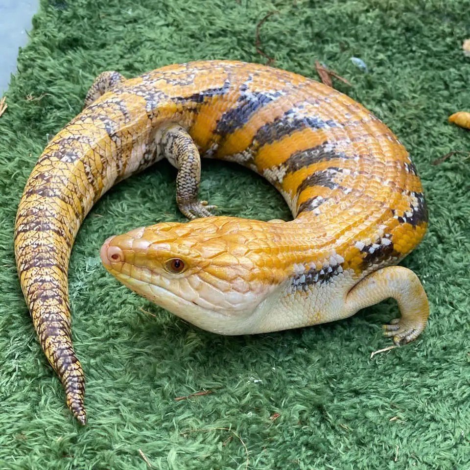 10 Blue Tongue Skink Morphs & Colors (with Pictures)